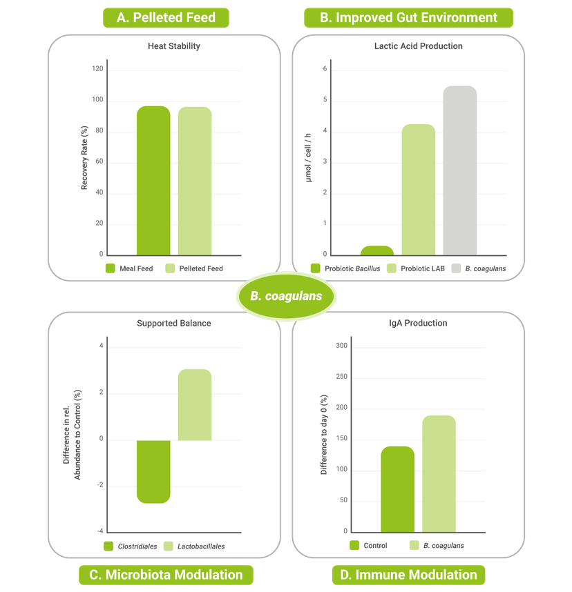 Figure 1 Overview summarizing the main benefits of B. coagulans
