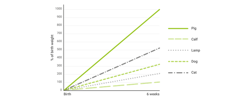 Figure 1: proportional growth of body weight in the first 6 weeks after birth