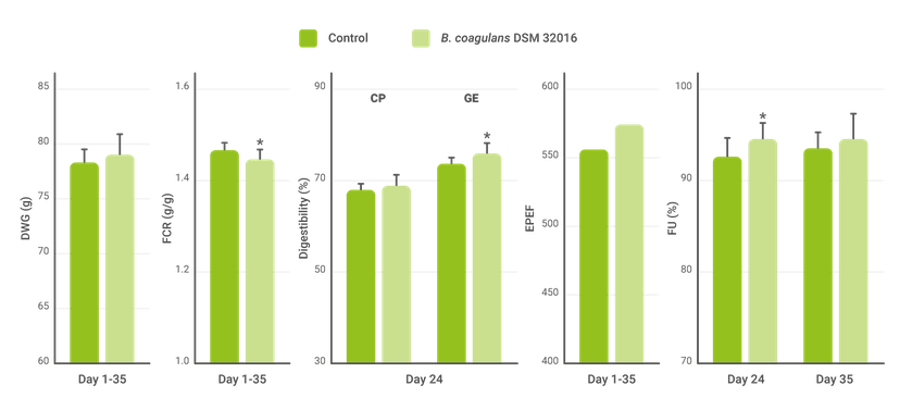 Figure 2. Effect of B. coagulans DSM 32016 on growth performance, feed conversion, nutrient digestibility, production efficiency