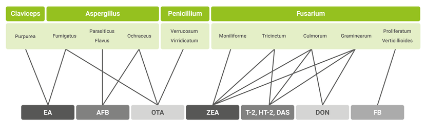 Figure 2: Fungi and their respective mycotoxins