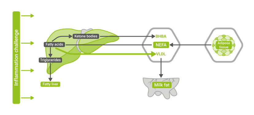Figure 1: Mobilization of fatty acids and their metabolism