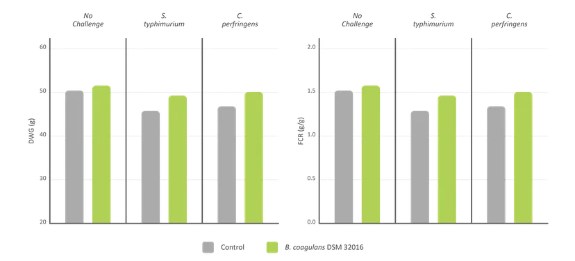 Figure 2. Controlling effect of B. coagulans DSM 32016 on performance drop in pathogen-challenged broilers