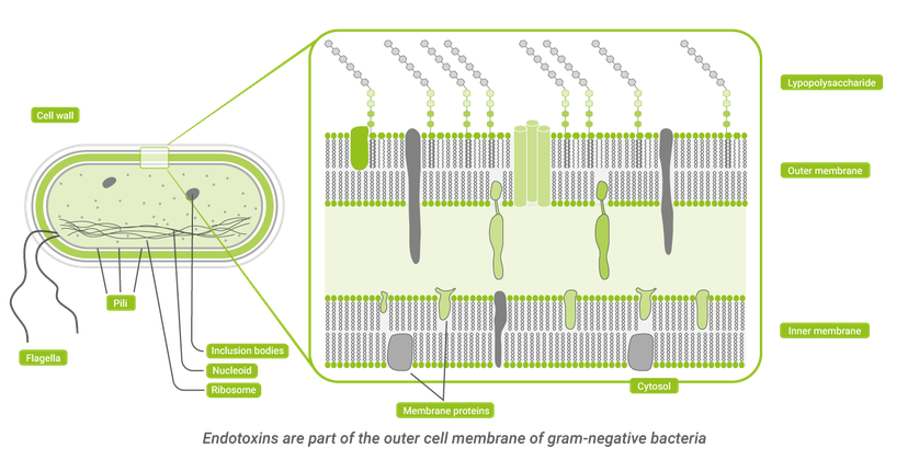 Schematic structure of a gram-negative bacterial cell wall