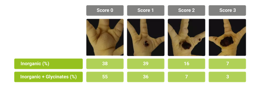 Table 1: Field trial scoring results of foot pad dermatitis after a 6-week broiler fattening period