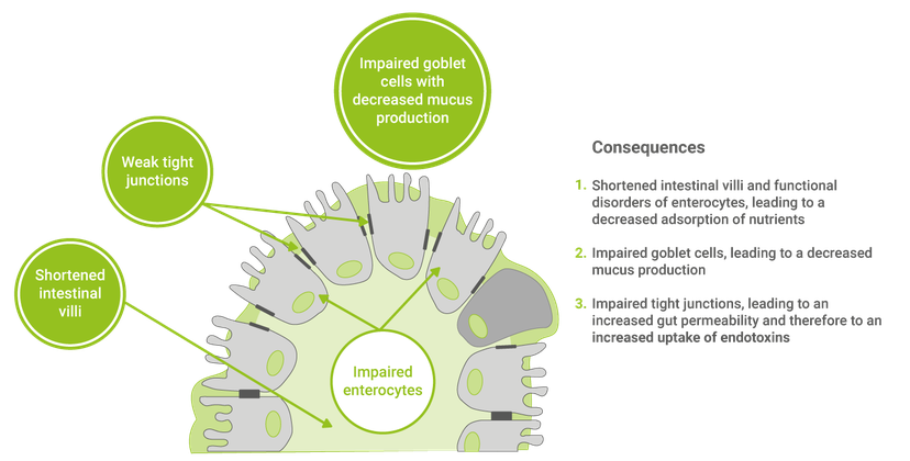 Effect of mycotoxins on the gut epithelium.