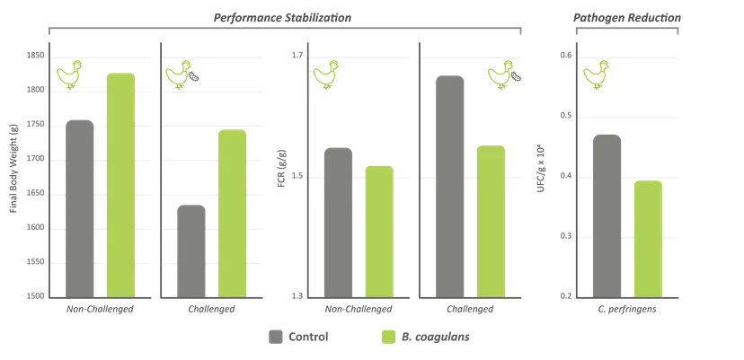 Figure 2. Performance-stabilizing effect of Bacillus coagulans DSM 32016 in C. perfringens