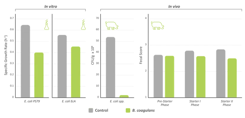 Figure 1. Inhibitory effect of Bacillus coagulans DSM 32016 against E. coli in vitro