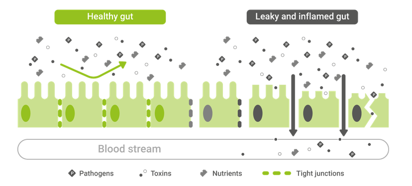 Figure 2: A healthy gut (left) effectively resorbs nutrients