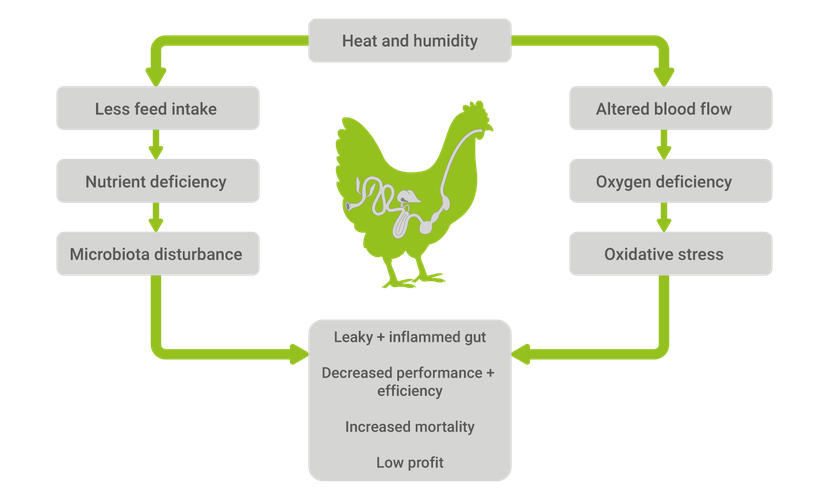 Figure 1: Heat stress has multiple effects on the animal