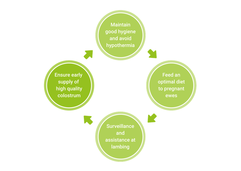 Figure 1: Strategies for a successful lambing.