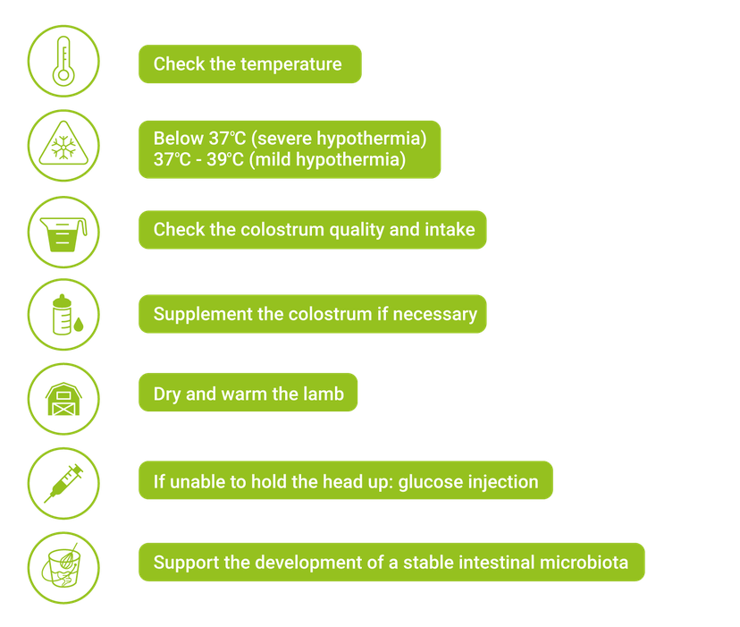 Figure 2: How to support weak lambs and lambs with hypothermia.