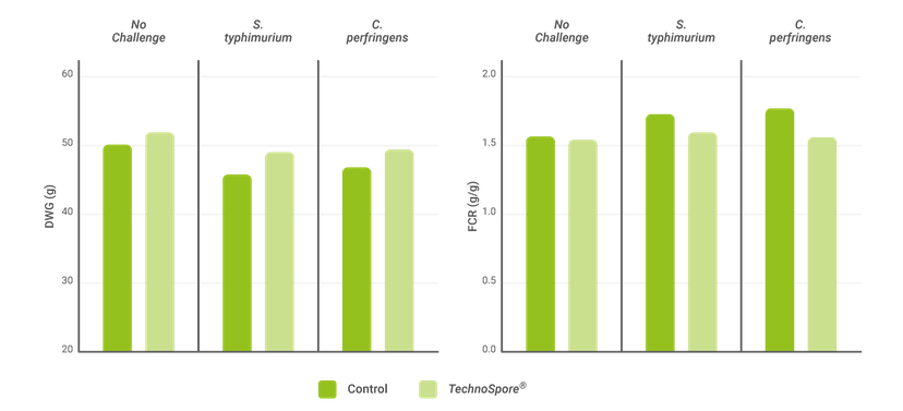 Figure 1. Controlling effect of TechnoSpore on performance drop in pathogen-challenged broilers