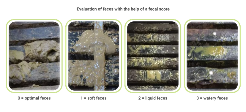 Figure 1 Evaluation of Feces with Fescal Score