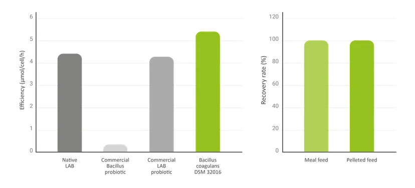 Figure 1: Lactic acid production of B. coagulans DSM 32016 compared to other common probiotics. LAB, lactic acid bacteria (left). Recovery rate of B. coagulans DSM 32016 after pelleting process. *Mean value from pelleting tests between 80°C and 100°C (right).