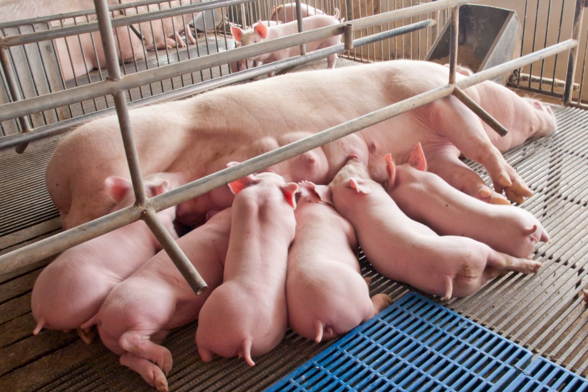 The Importance of Supporting Sows During Challenging Conditions.