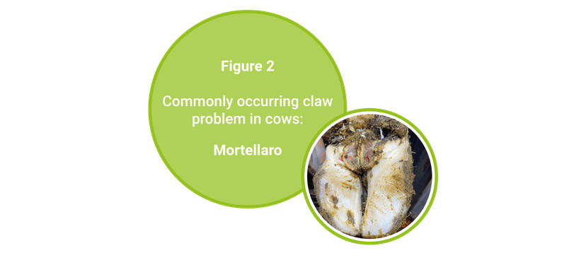 Figure 2: Commonly occurring claw problem in cows: mortellaro