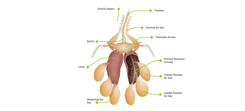 Figure 1: Anatomy of the bird’s respiratory system