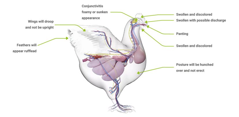 Figure 3: Where to look for signs that a bird has a respiratory problem