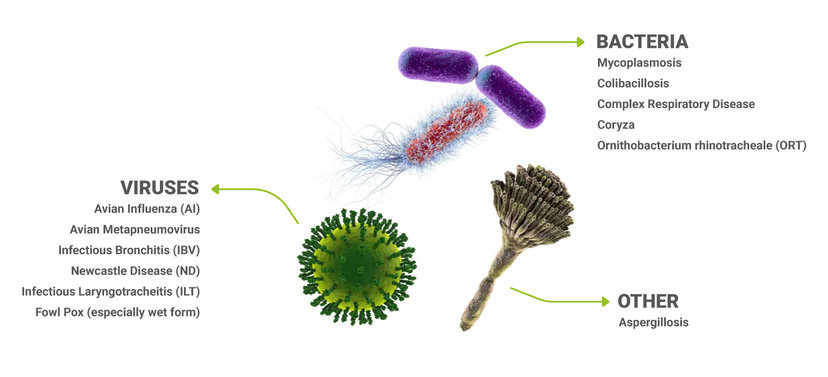 Figure 2: Examples of common respiratory pathogens