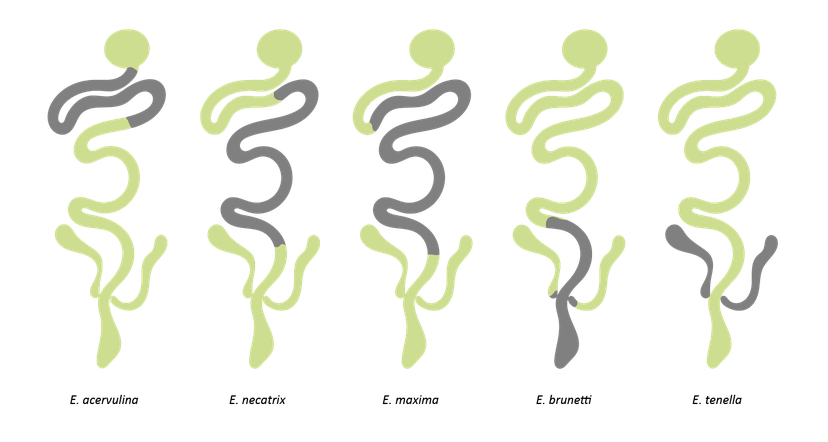 Figure 1: E. acervulina is the most common cause of infection
