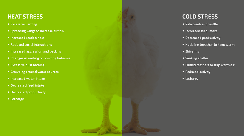 Figure 1: Signs that your birds are thermally stressed.