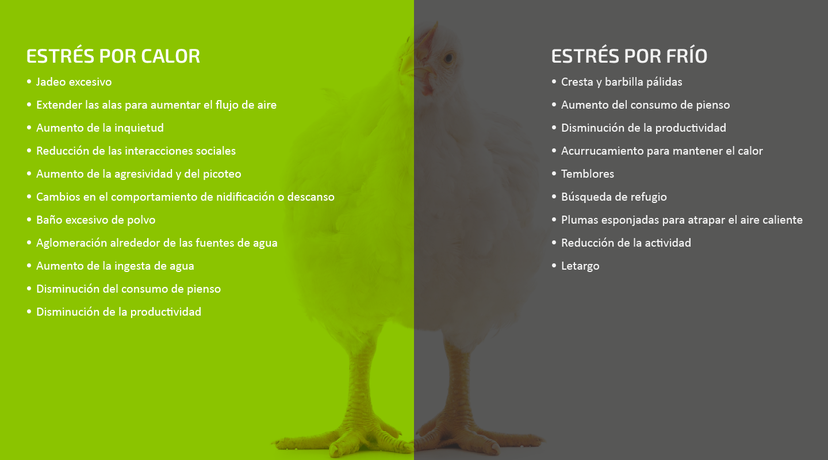 Figura 1: Señales de que sus aves sufren estrés térmico