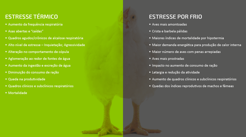 Figura 1: Sinais de que suas aves estão termicamente estressadas.