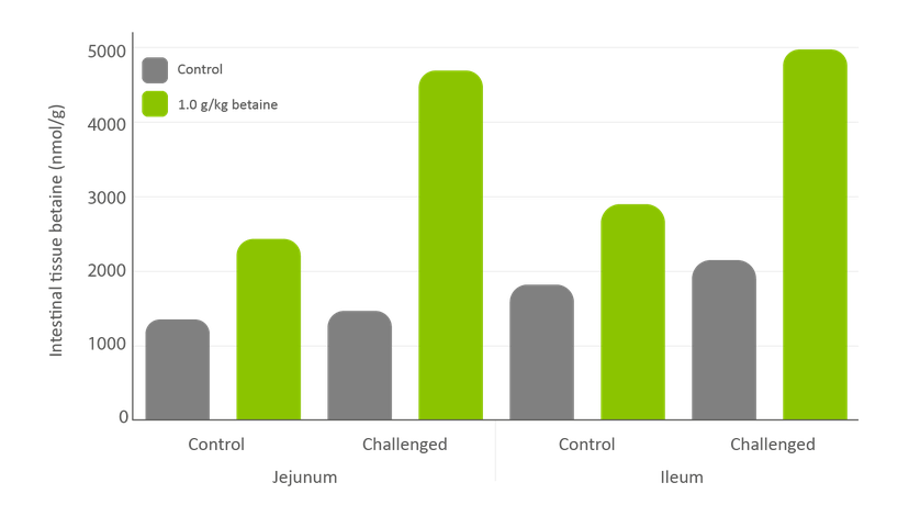 Figure 2: During a coccidia challenge, betaine levels accumulate