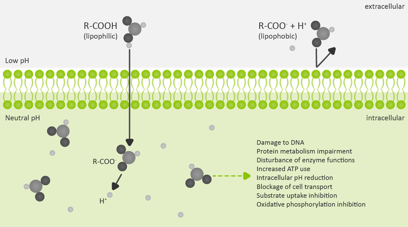 Figure 2: Undissociated acids can pass through the lipid layer of the microbe.