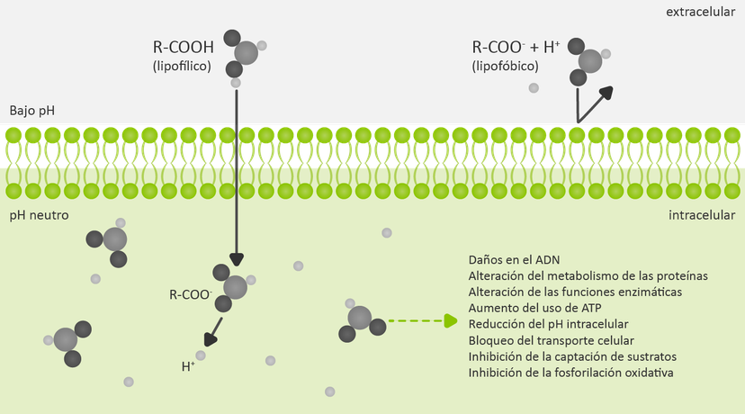 Figura 2: Los ácidos no disociados pueden atravesar la capa lipídica del microbio