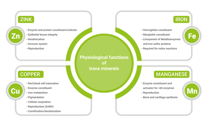 Figure 1: The many essential functions of trace minerals