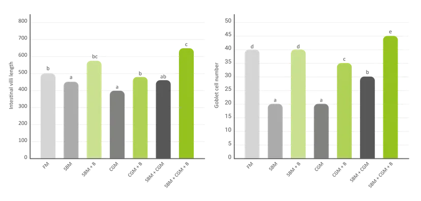 Figure 3: Effect of dietary 0.2% BetaTec® Aqua on intestinal villi length and goblet cell number