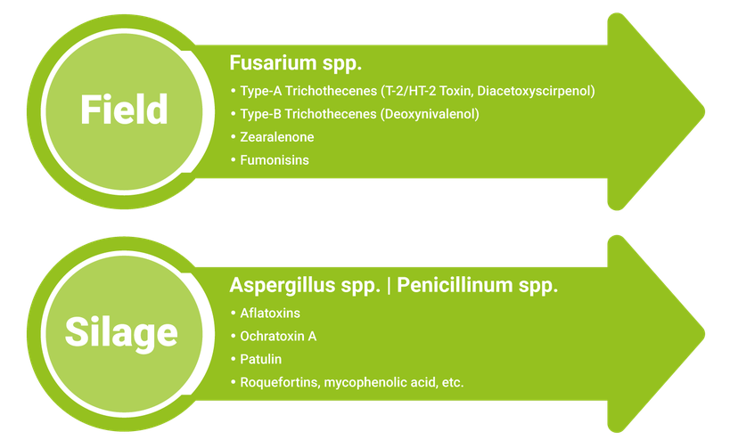Figure 1 Possibilities for contamination of grain silage