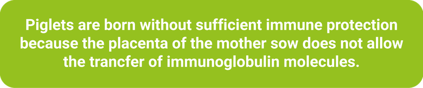 Figure 1 Piglet Immune Protection