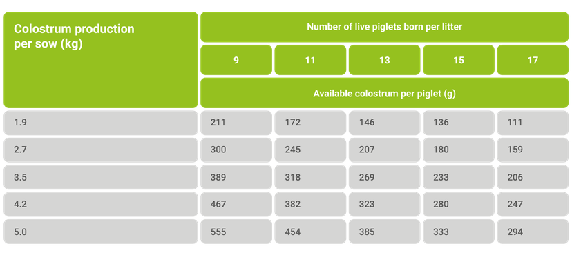 Figure 2 Colostrum Production in Pigs