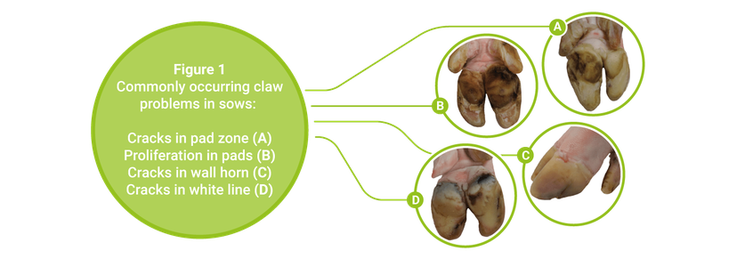 Figure 1: Commonly occurring claw problems in sows