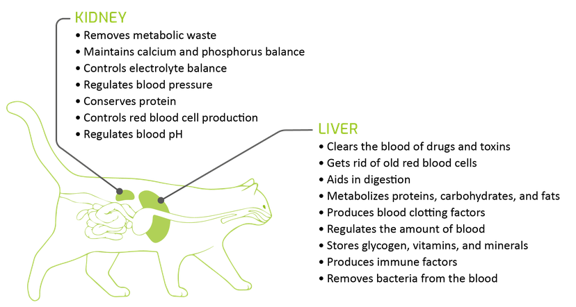Figure 1: The many functions of the liver and the kidney