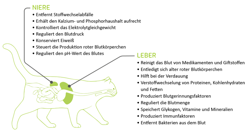 Abbildung 1: Die zahlreichen Funktionen von Leber und Niere