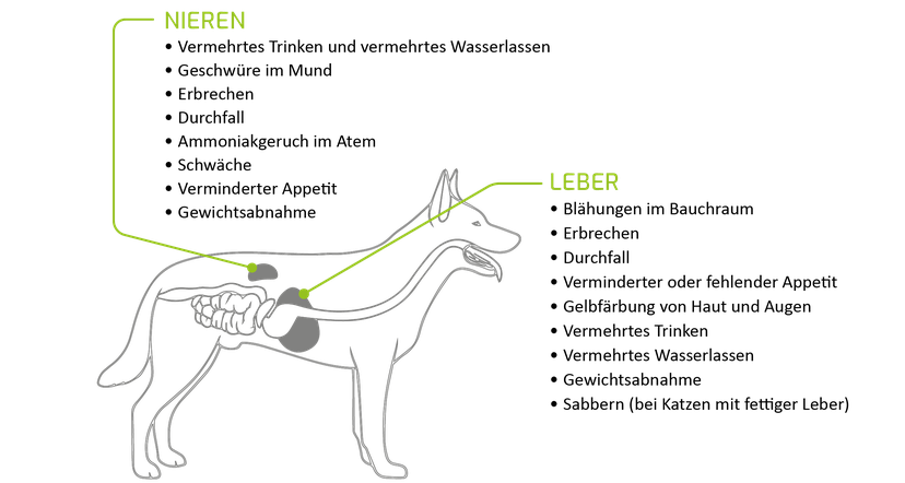 Abbildung 2: Symptome von Nieren- und Leberproblemen