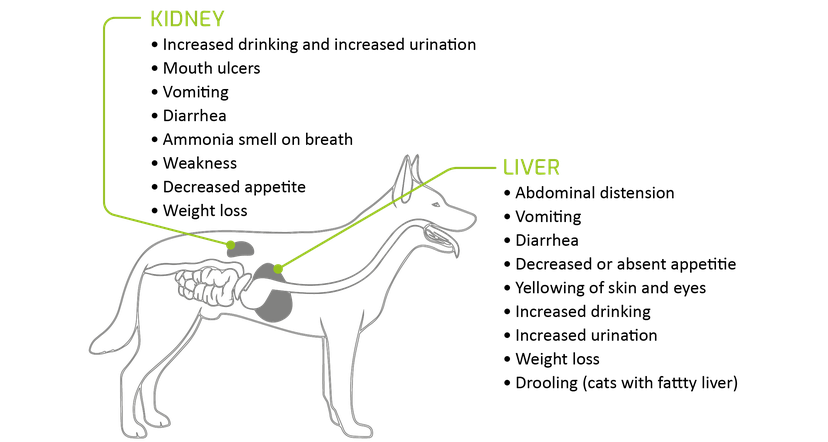 Figure 2: The signs of kidney and liver problems