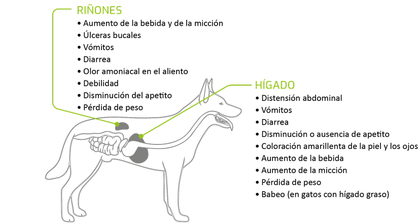 Figura 2: Signos de problemas renales y hepáticos