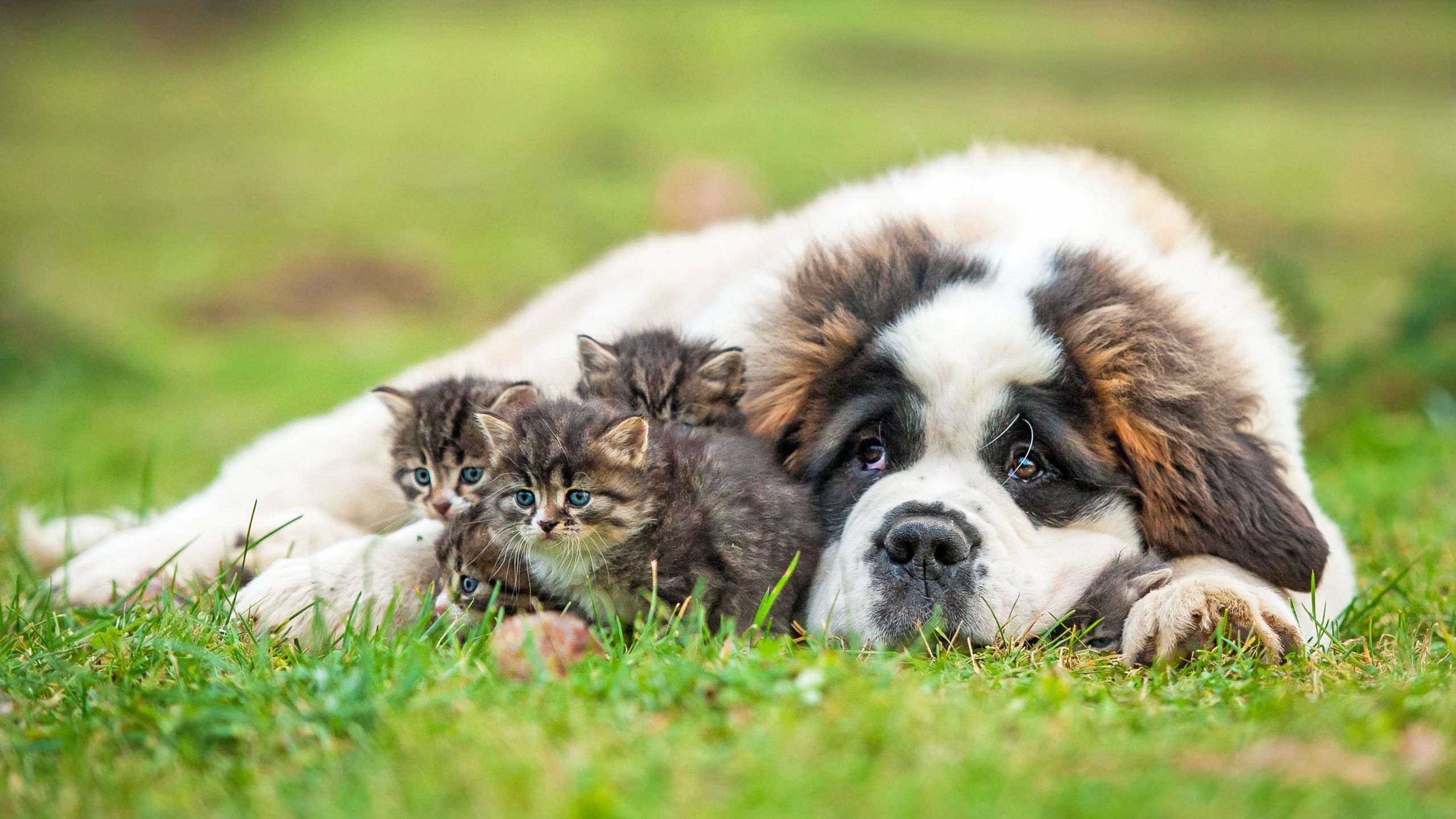 Companions
