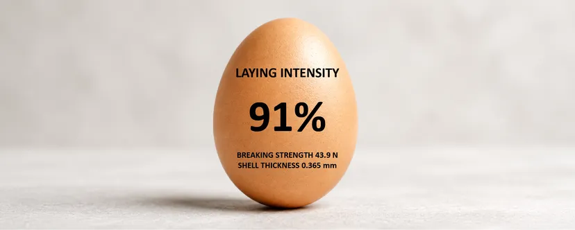 Figure 2: Laying intensity, eggshell breaking strength and shell thickness at the end of the trial period