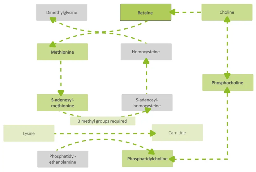 Figure 1: Phosphocholine and phosphatidylcholine are formed from choline via the cytidine diphosphate