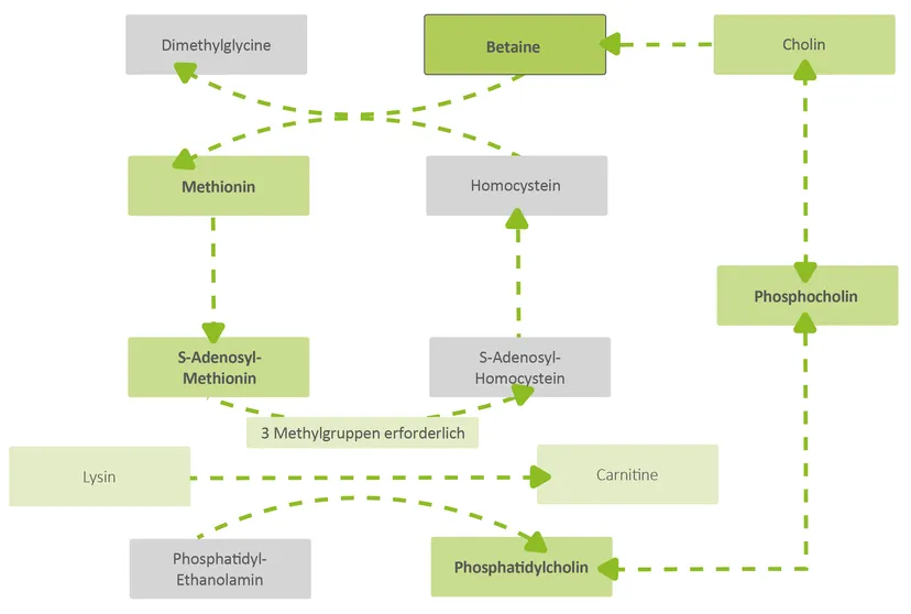 Abbildung 1: Stoffwechsel von Cholin und seinen Metaboliten. Phosphocholin und Phosphatidylcholin entstehen über den Cytidindiphosphat