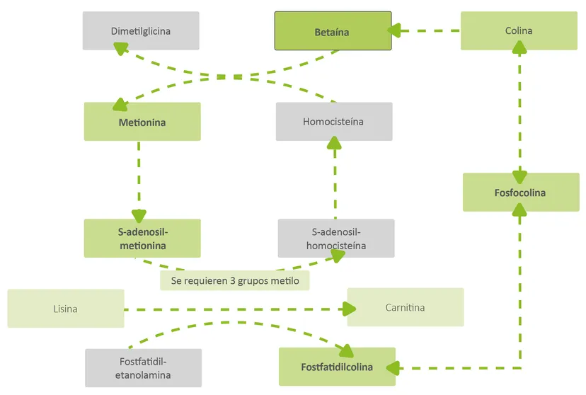 Figura 1: metabolismo de la colina y sus metabolitos