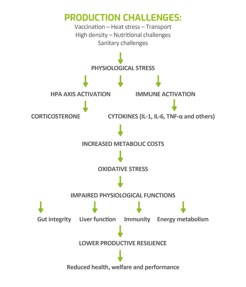 Figure 1 - Physiological consequences of stress