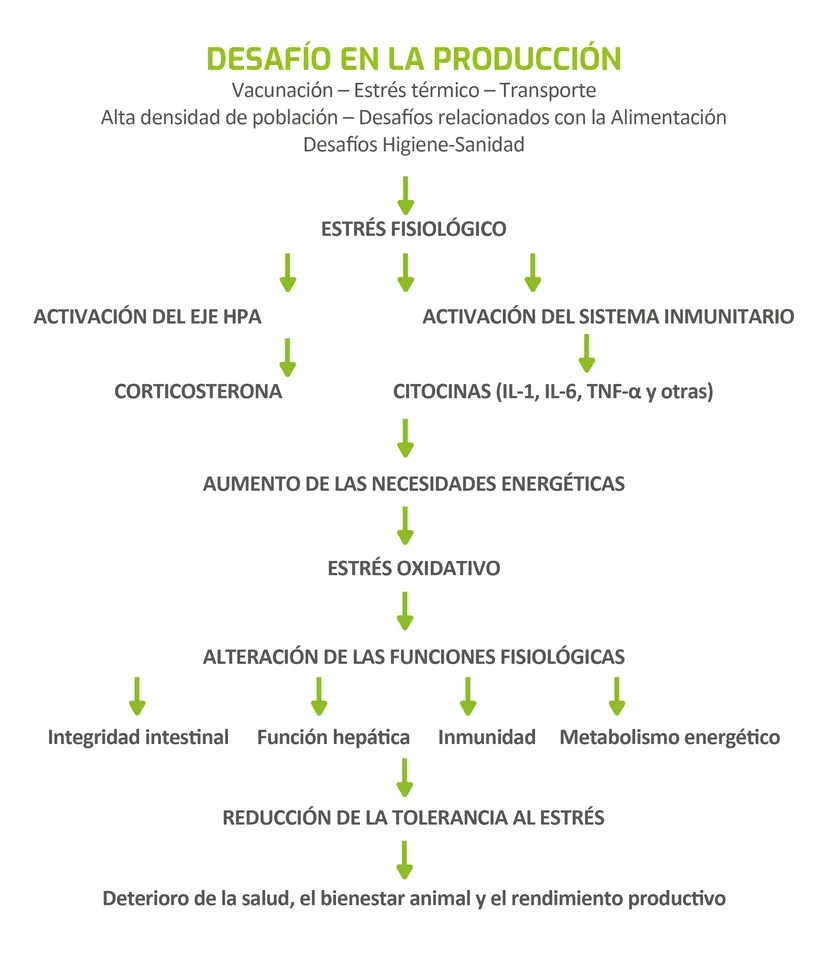Figura 1 - Consecuencias fisiológicas del estrés.