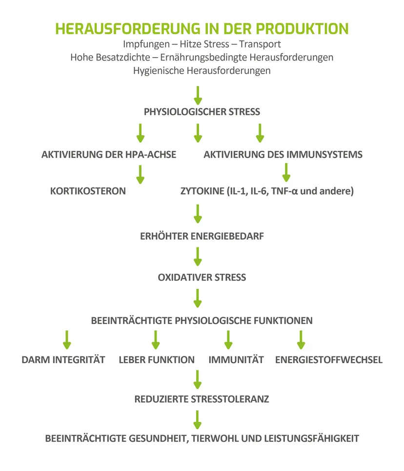 Abbildung 1 - Physiologische Konsequenzen von Stressoren
