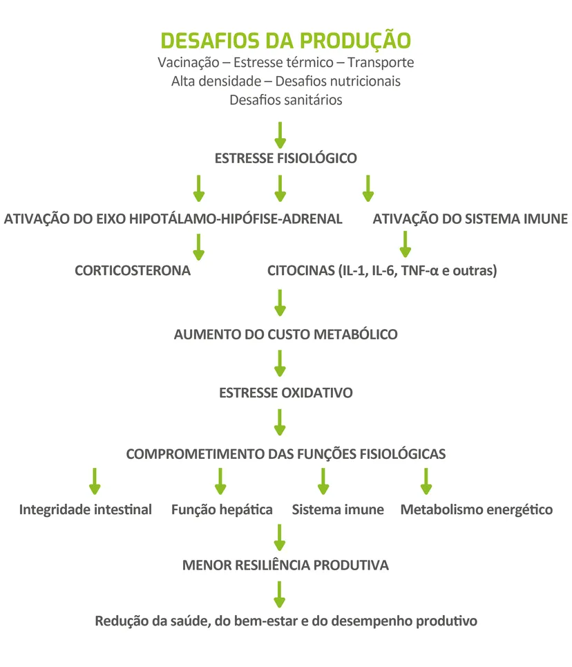 Figura 1 - Consequências fisiológicas do estresse